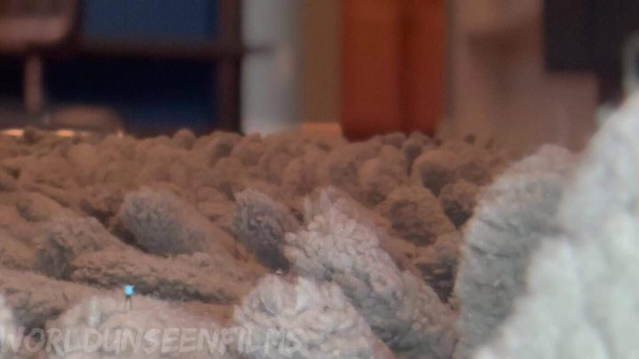 WorldUnseenFilms – Cleaning House