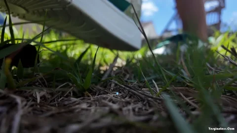 WorldUnseenFilms – Lost in the Grass