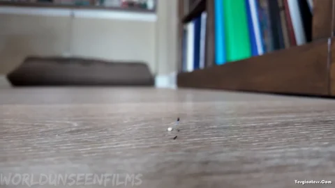 WorldUnseenFilms – Realtors Bug Problem