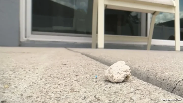 WorldUnseenFilms – Micro on the Patio Pt 1